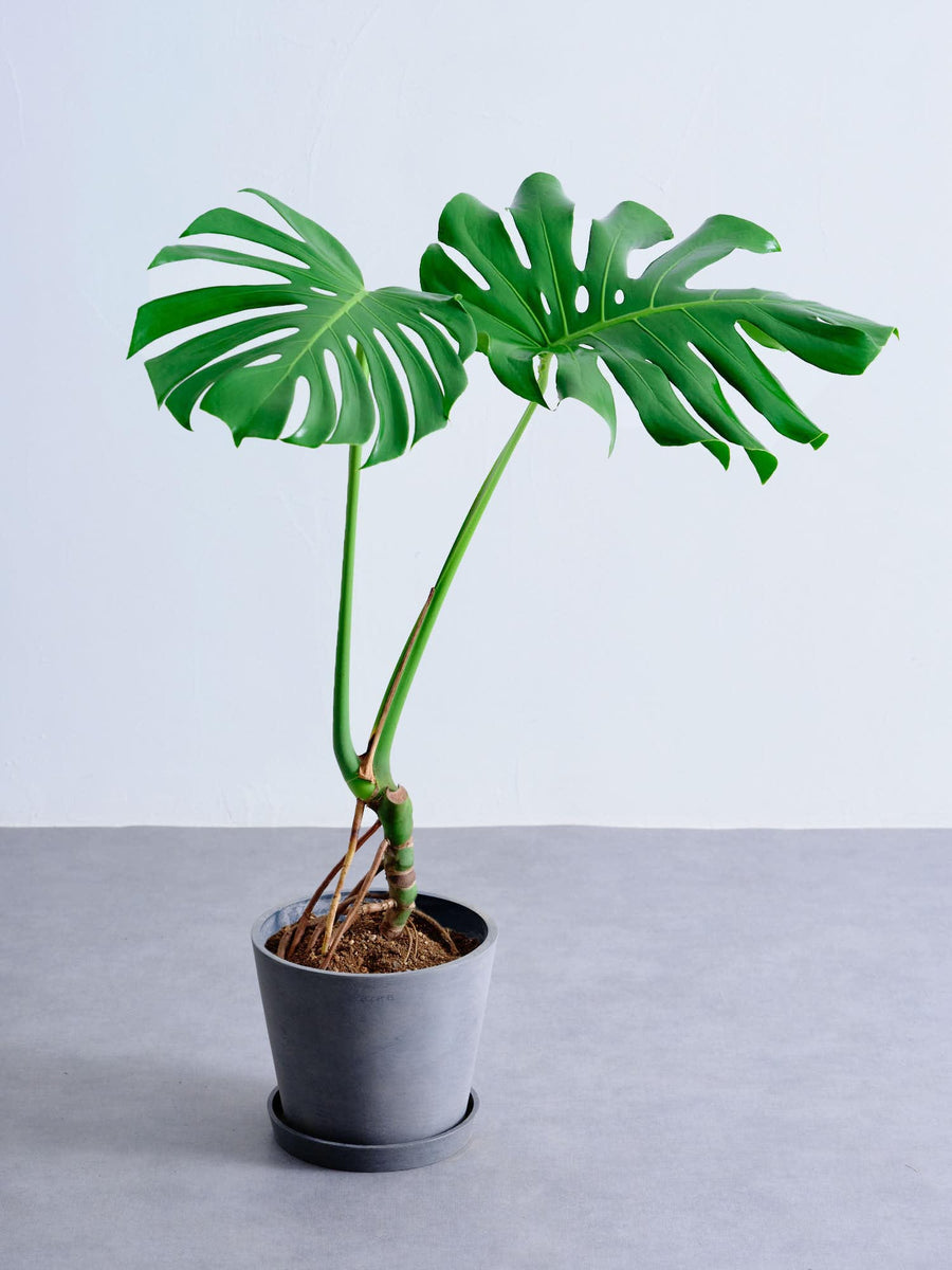 モンステラ 根上り ｜観葉植物の通販 AND PLANTS (アンドプランツ)
