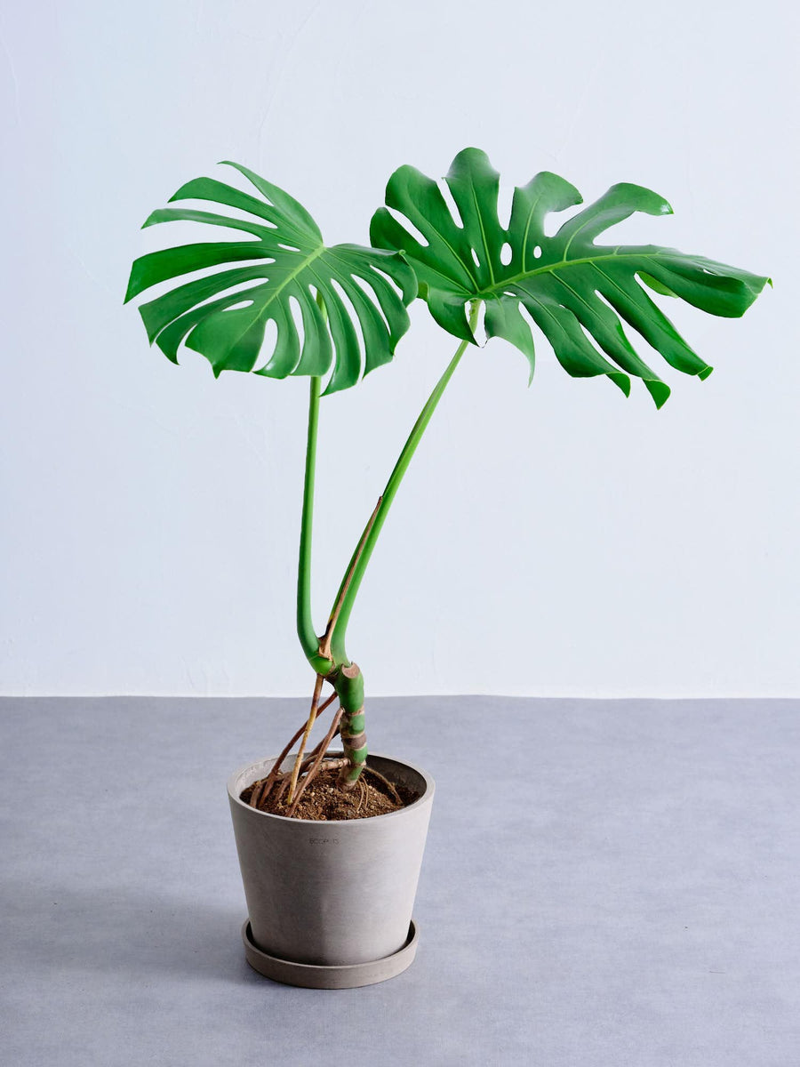 モンステラ 根上り ｜観葉植物の通販 AND PLANTS (アンドプランツ)