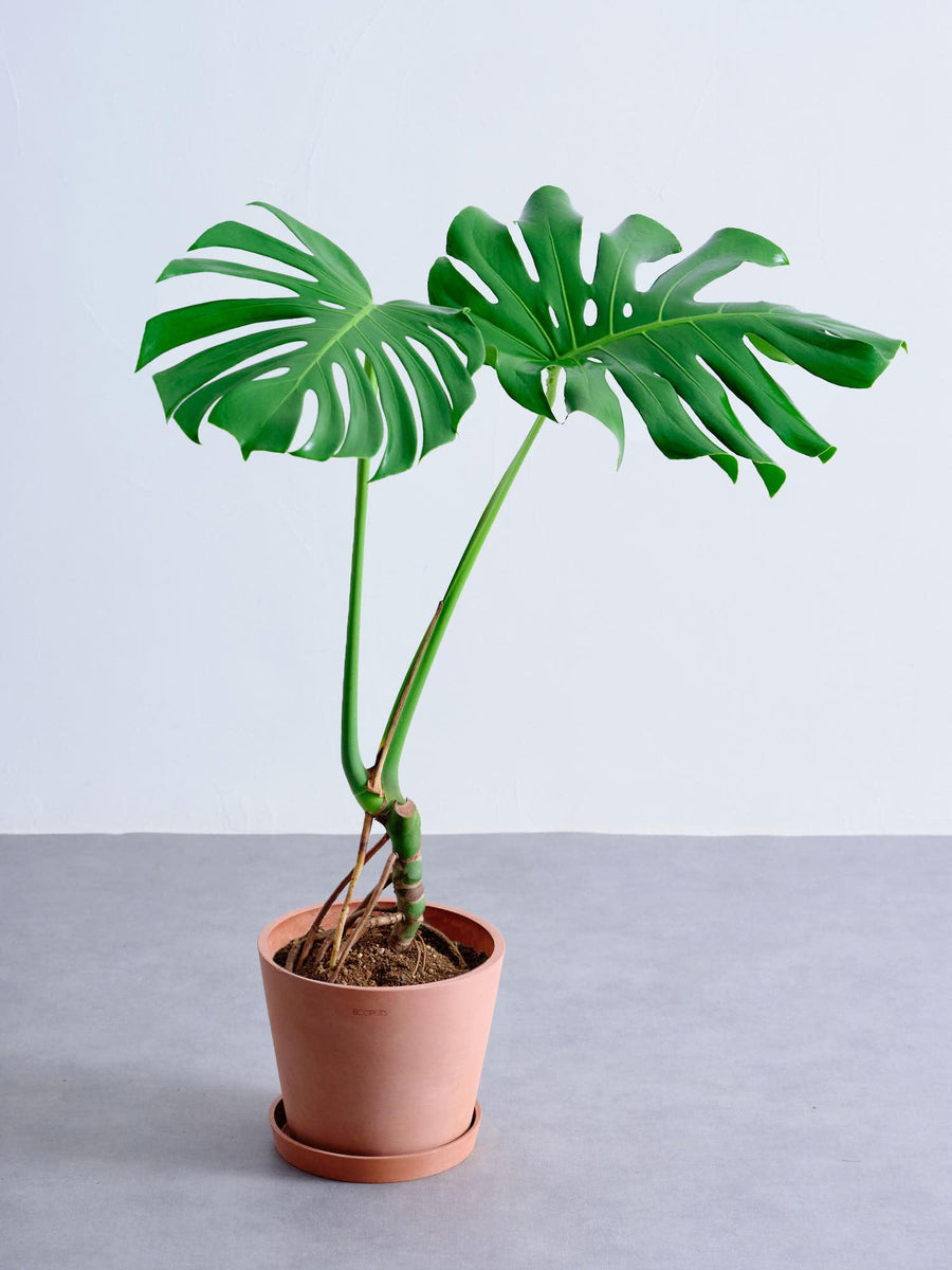 モンステラ 根上り ｜観葉植物の通販 AND PLANTS (アンドプランツ)