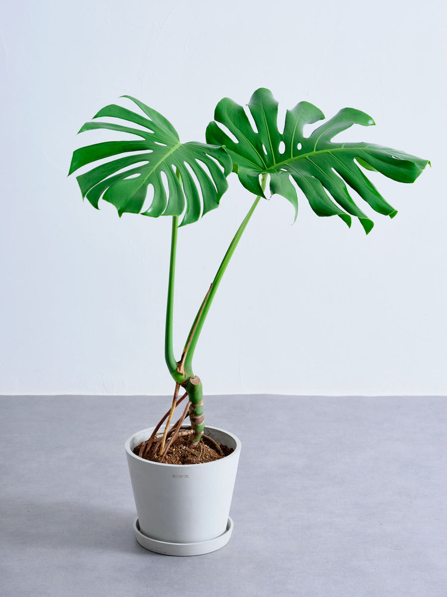 モンステラ 根上り ｜観葉植物の通販 AND PLANTS (アンドプランツ)