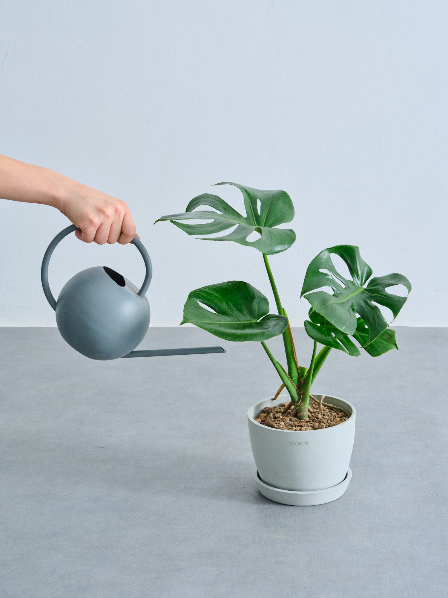 モンステラ・デリシオーサ Table-L | 観葉植物の通販 AND PLANTS