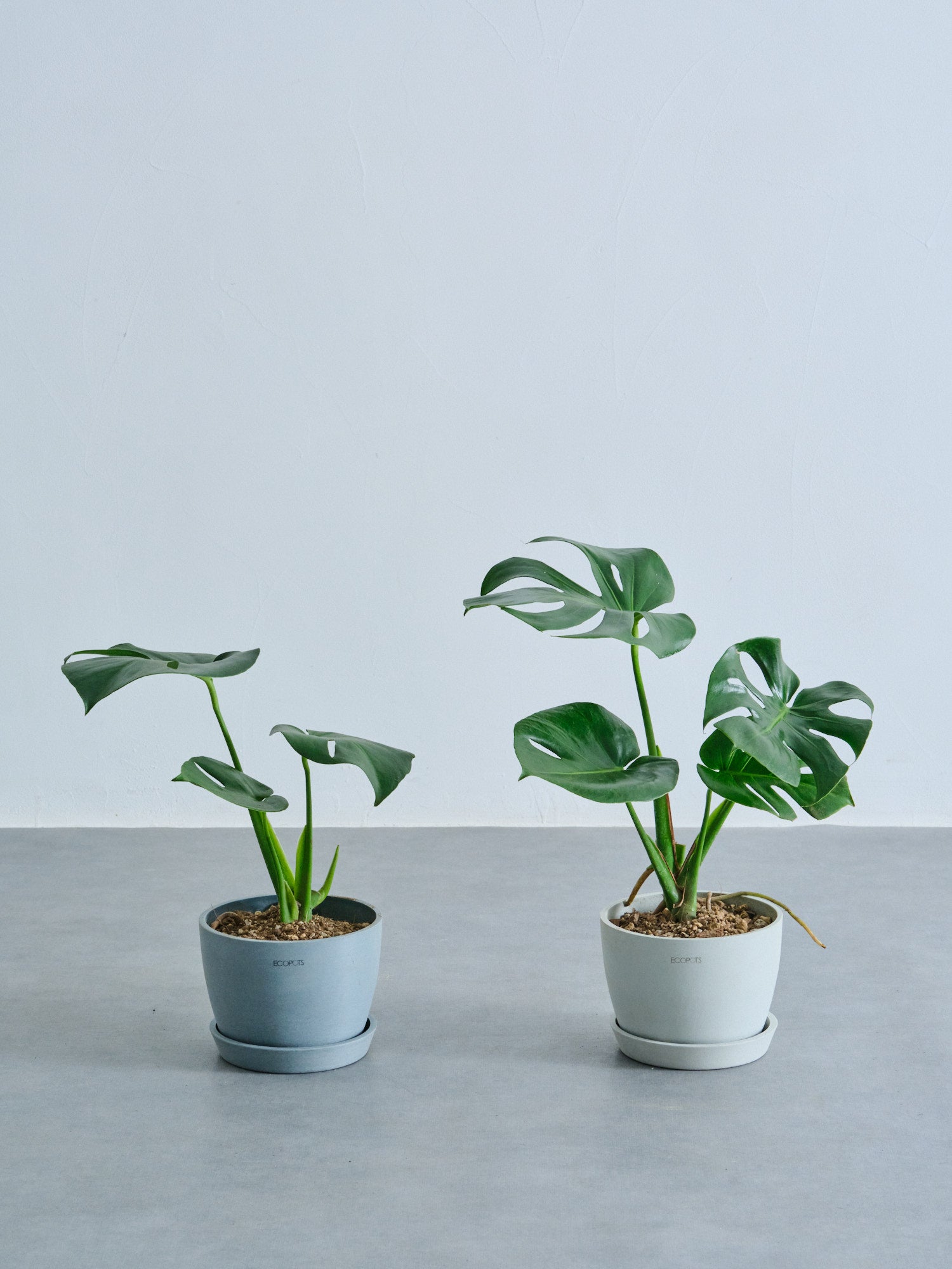 モンステラ・デリシオーサ Table-L | 観葉植物の通販 AND PLANTS