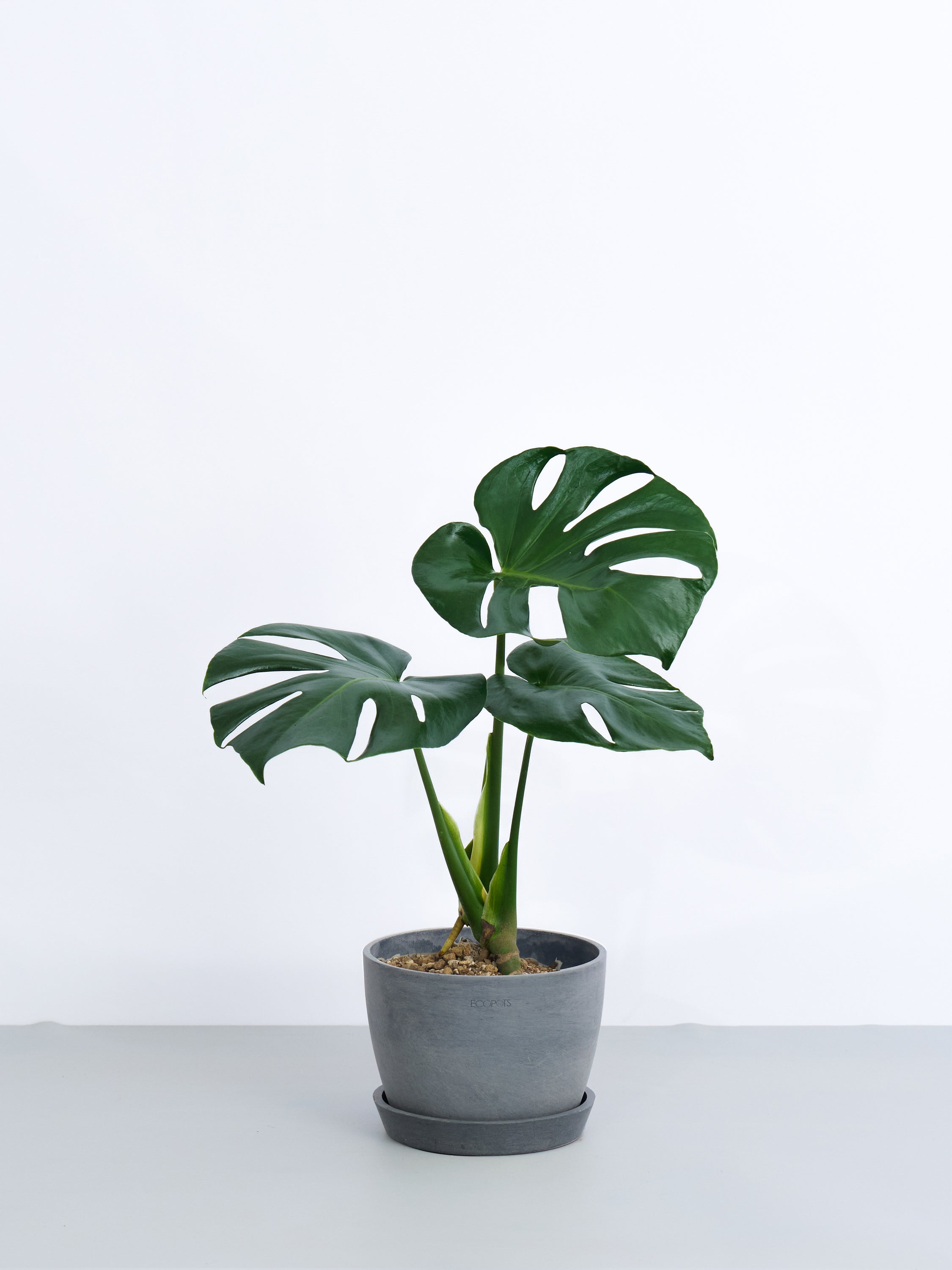 モンステラ｜観葉植物の通販 AND PLANTS (アンドプランツ)