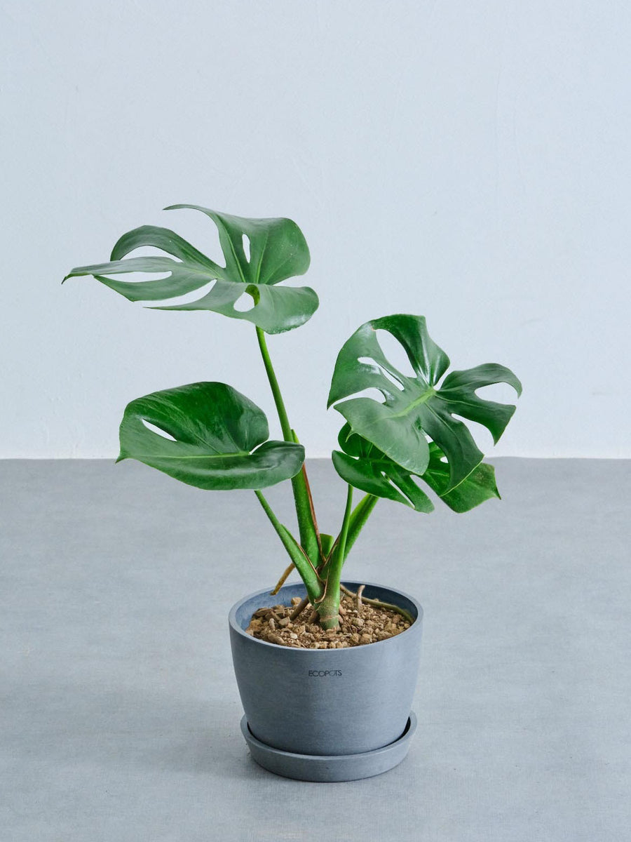モンステラ 5号 | 観葉植物の通販 AND PLANTS (アンドプランツ)