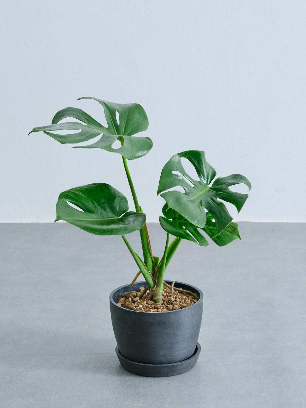 モンステラ・デリシオーサ Table-L | 観葉植物の通販 AND PLANTS