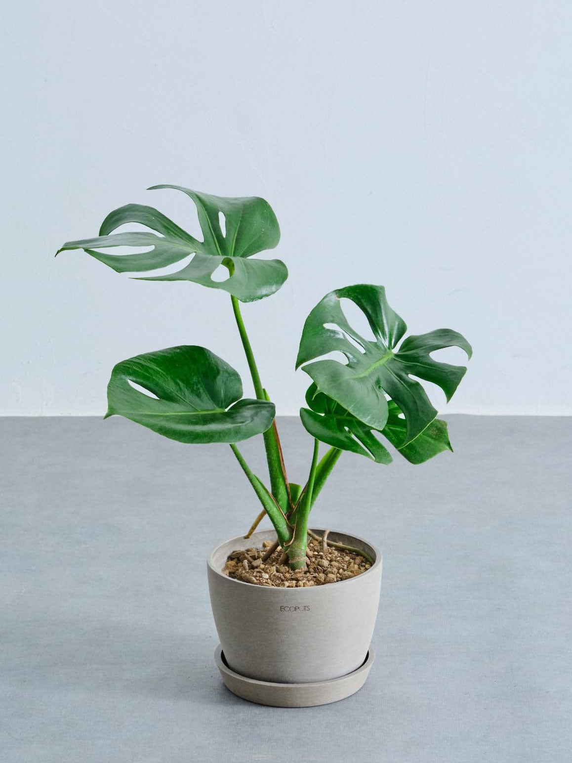 モンステラ　デリシオーサ　20本 モンステラ デリシオーサ ベトシオーサ