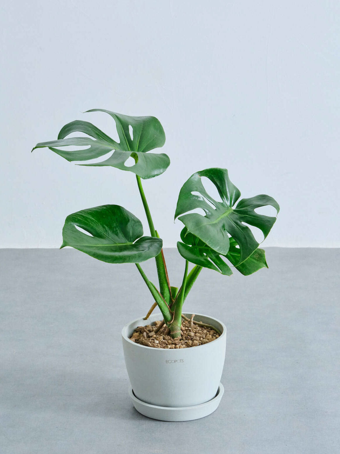 モンステラ・デリシオーサ Table-L | 観葉植物の通販 AND PLANTS