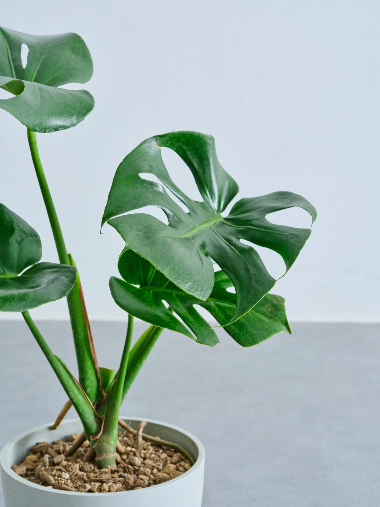 モンステラ・デリシオーサ Table-L | 観葉植物の通販 AND PLANTS