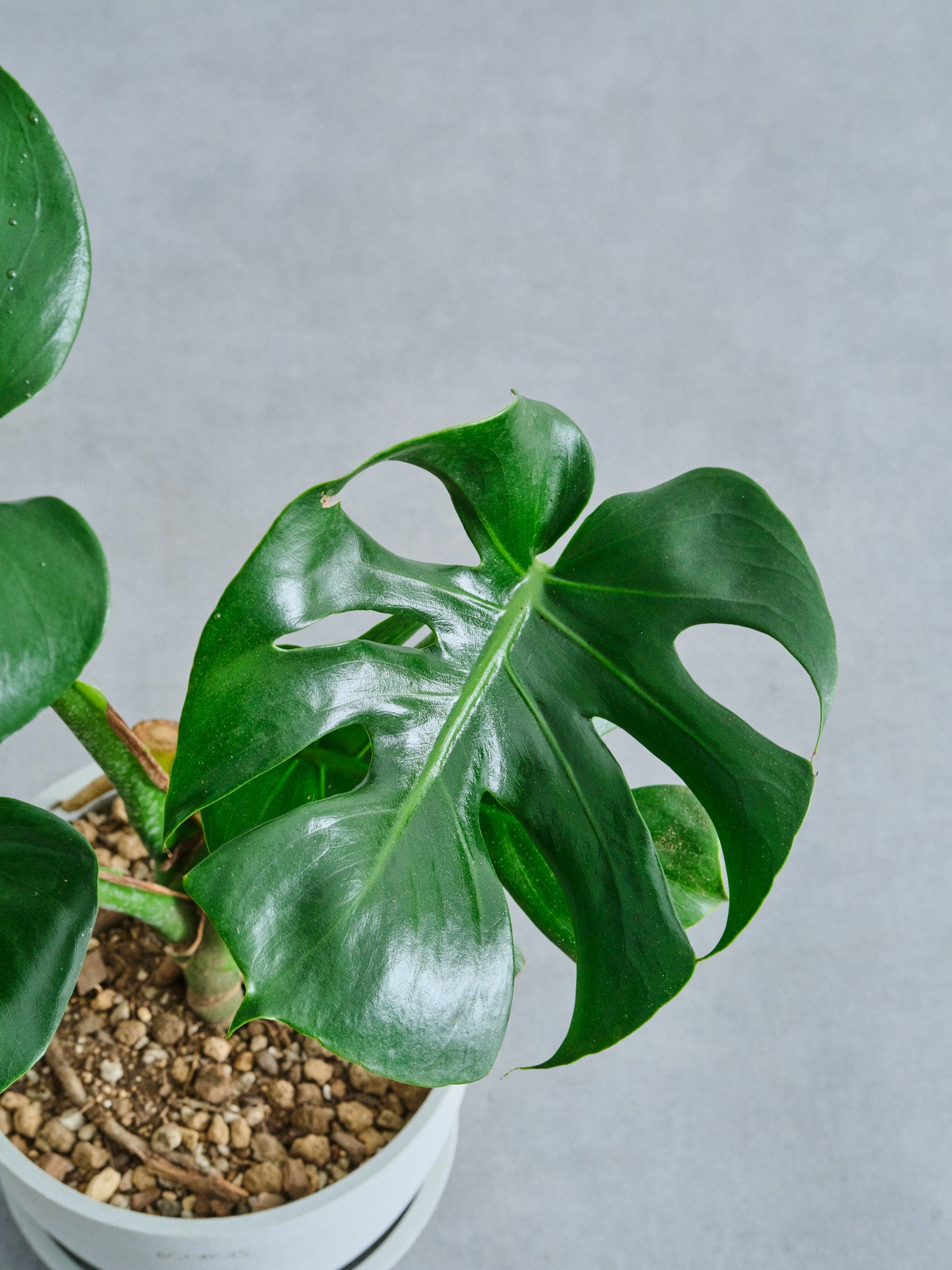 モンステラ・デリシオーサ Table-L | 観葉植物の通販 AND PLANTS