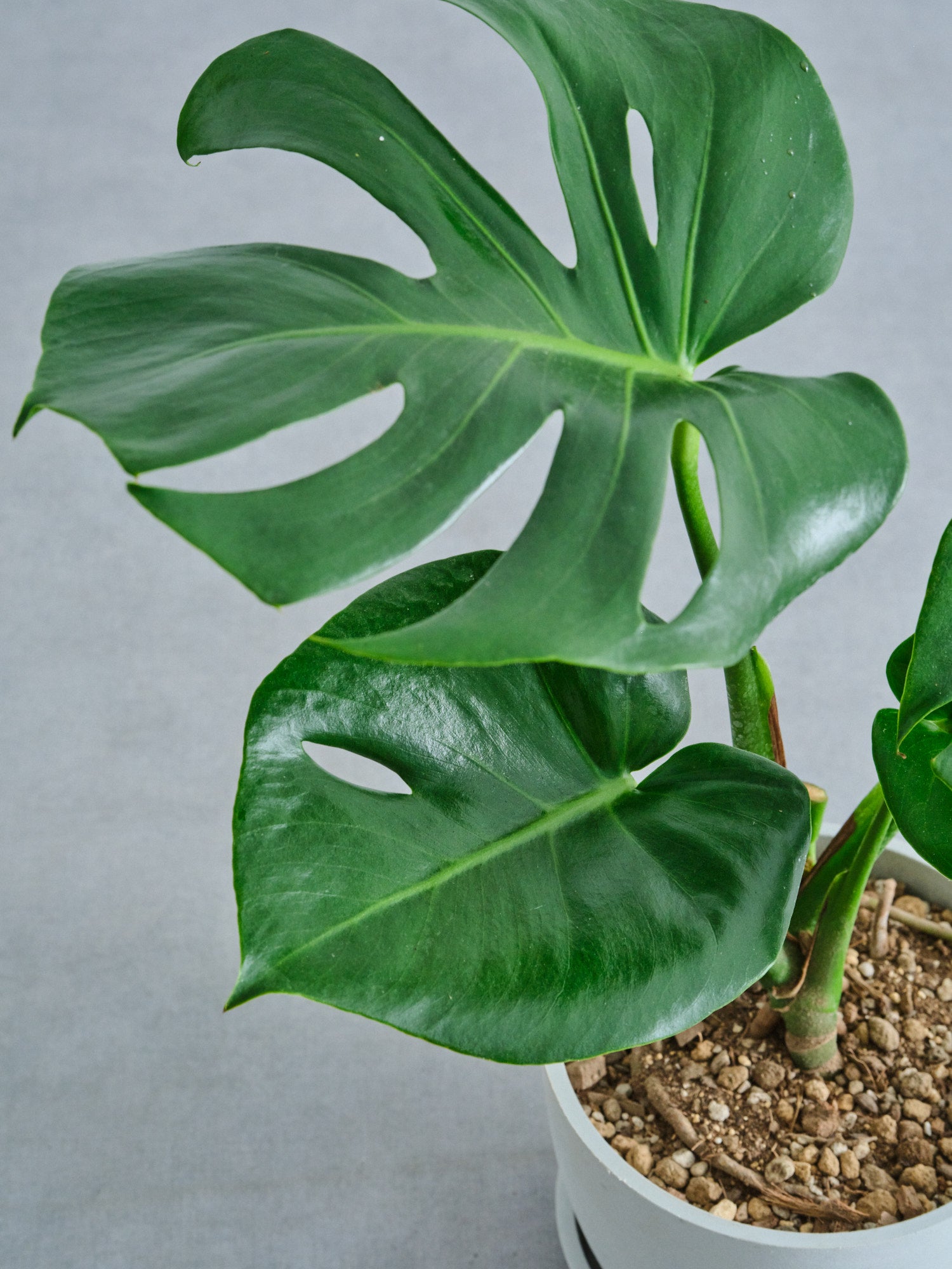 モンステラ・デリシオーサ Table-L | 観葉植物の通販 AND PLANTS