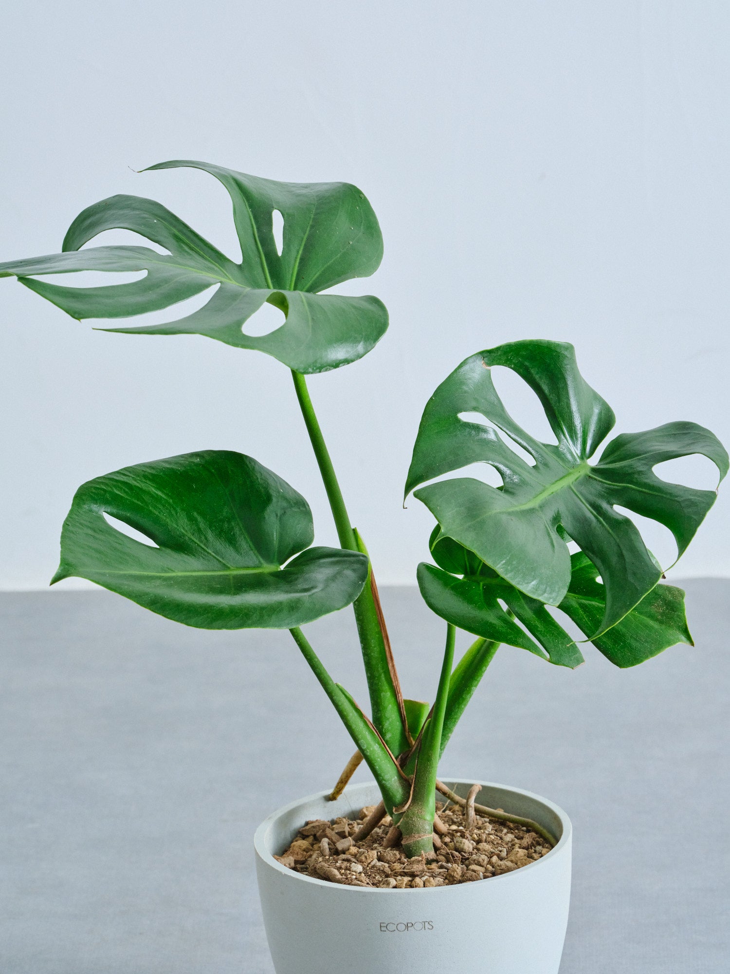 モンステラ・デリシオーサ Table-L | 観葉植物の通販 AND PLANTS