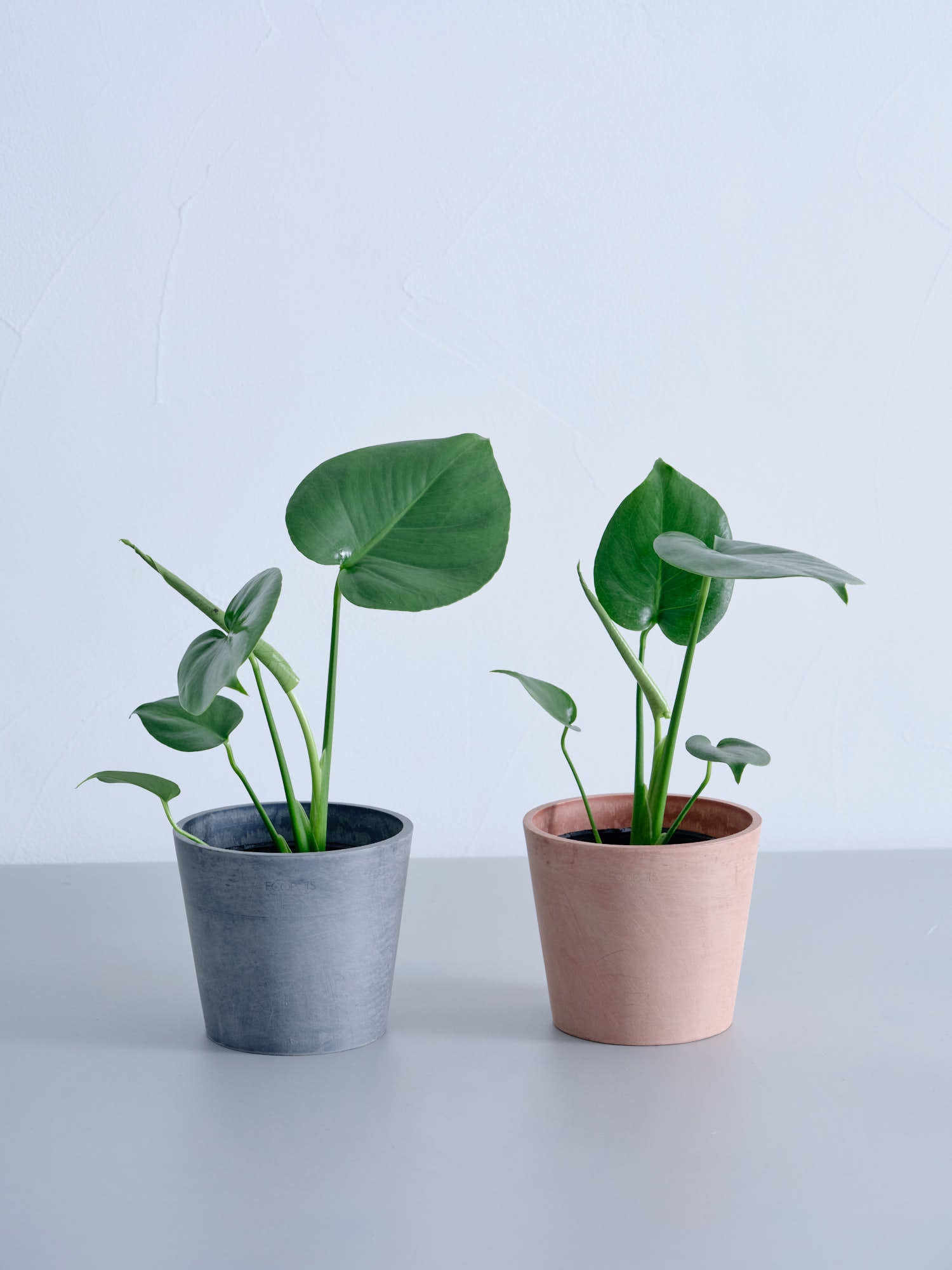 モンステラ・デリシオーサ Table-M | 観葉植物の通販 AND PLANTS