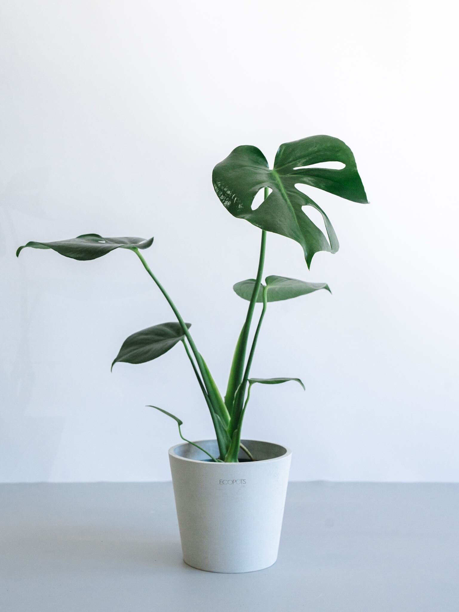 モンステラ・デリシオーサ Table-M | 観葉植物の通販 AND PLANTS