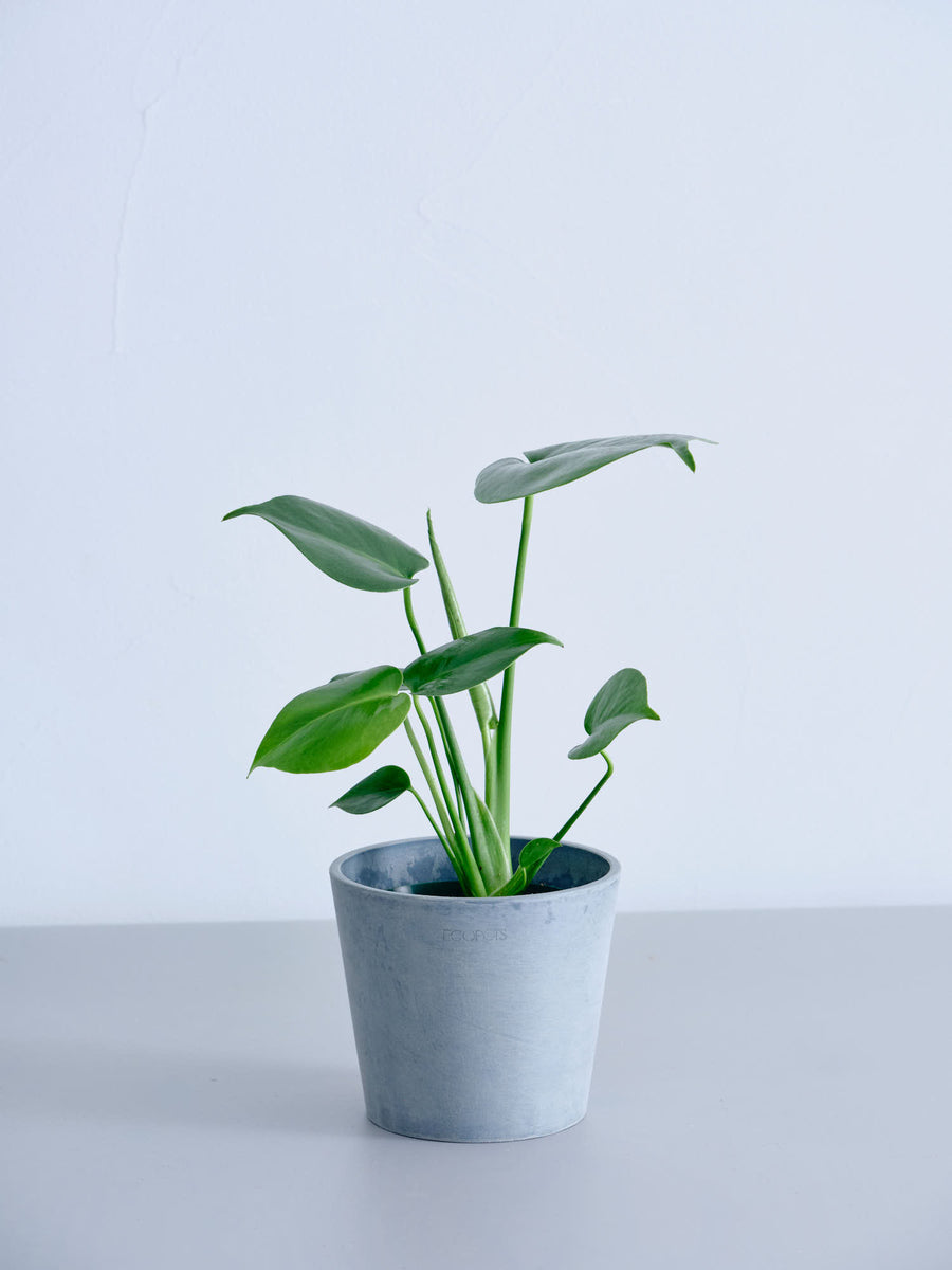 モンステラ 4号 | 観葉植物の通販 AND PLANTS (アンドプランツ)