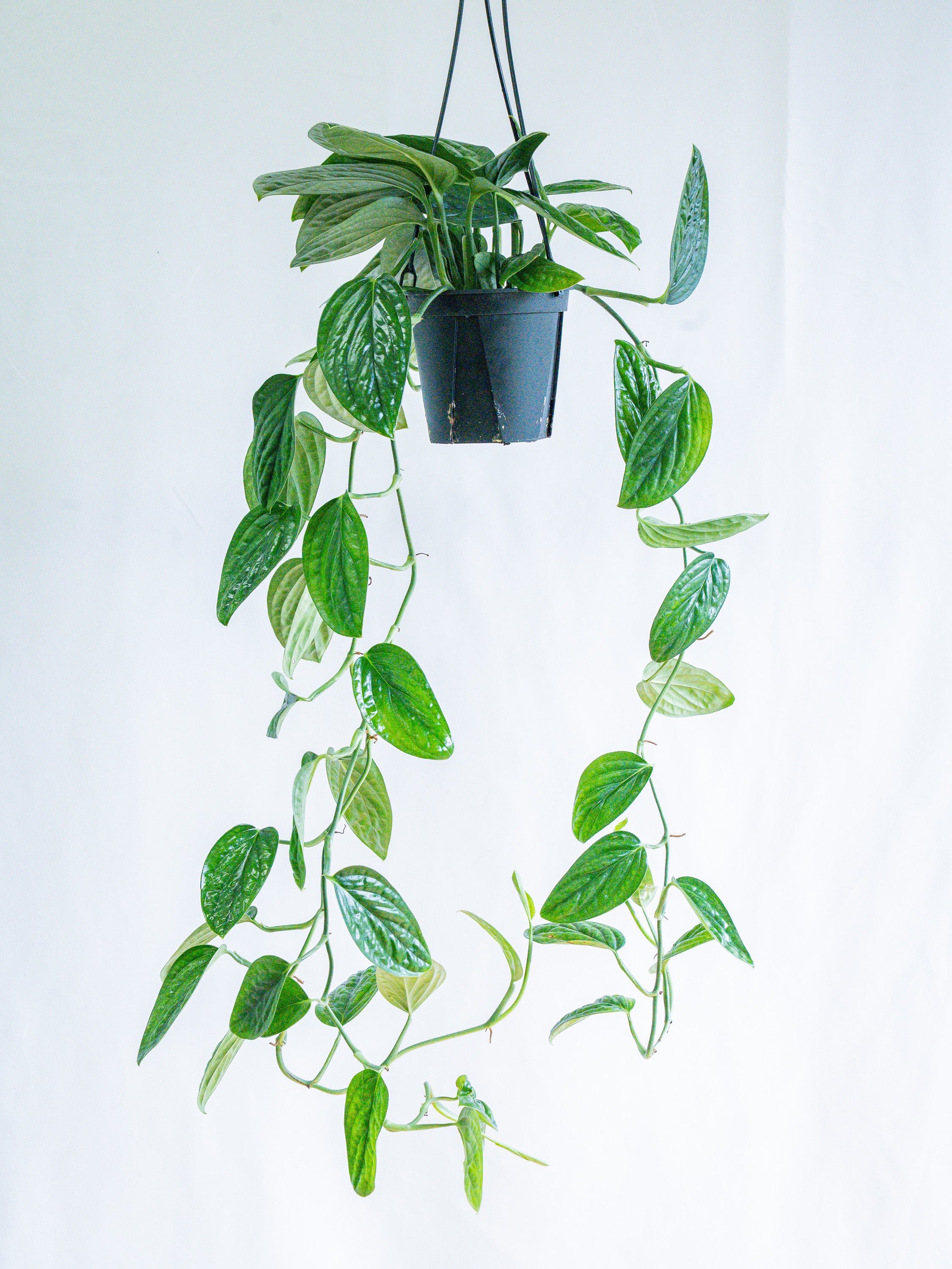 【一点もの】モンステラ・シャトルコック -ハンギング- #1