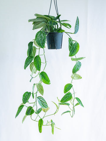 【一点もの】モンステラ・シャトルコック -ハンギング- #1
