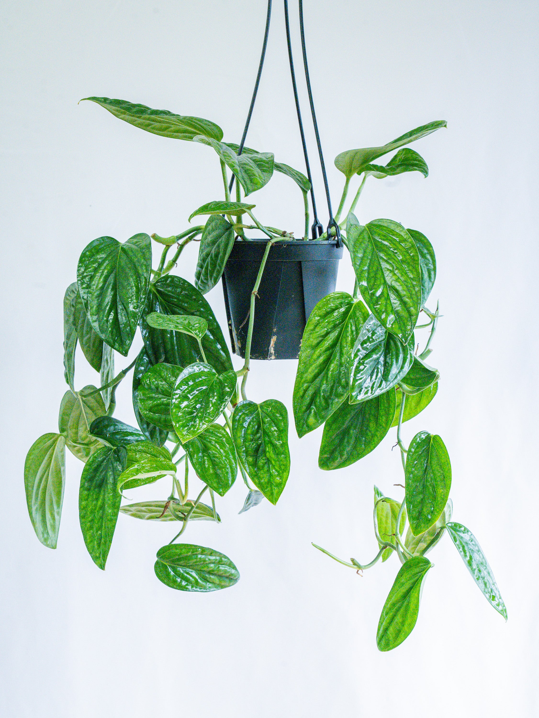 【一点もの】モンステラ・シャトルコック -ハンギング- #4