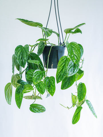 【一点もの】モンステラ・シャトルコック -ハンギング- #4