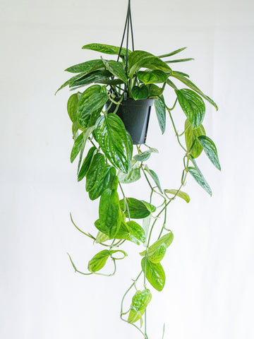 【一点もの】モンステラ・シャトルコック -ハンギング- #5