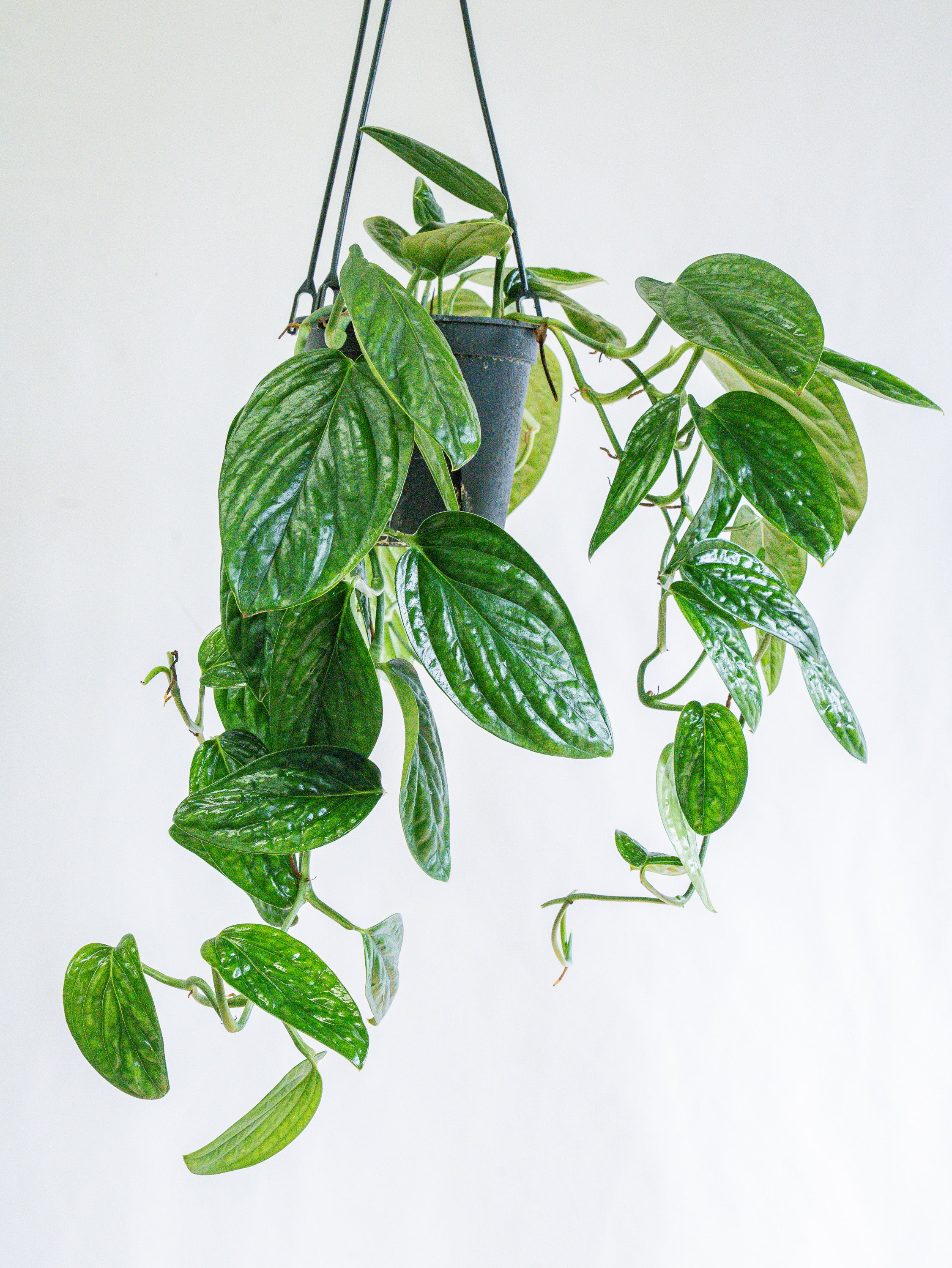 【一点もの】モンステラ・シャトルコック -ハンギング- #6