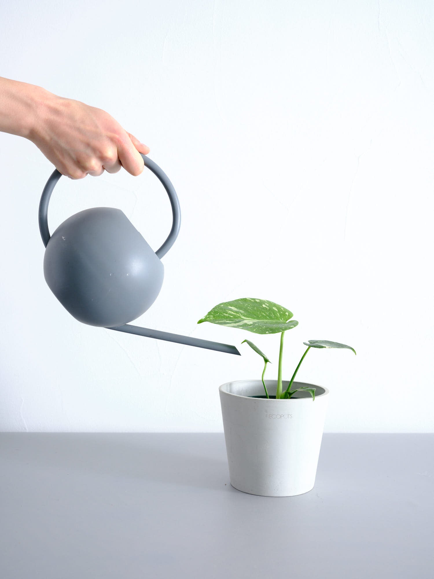 モンステラ・タイコンステレーション Table-M | 観葉植物の通販 AND