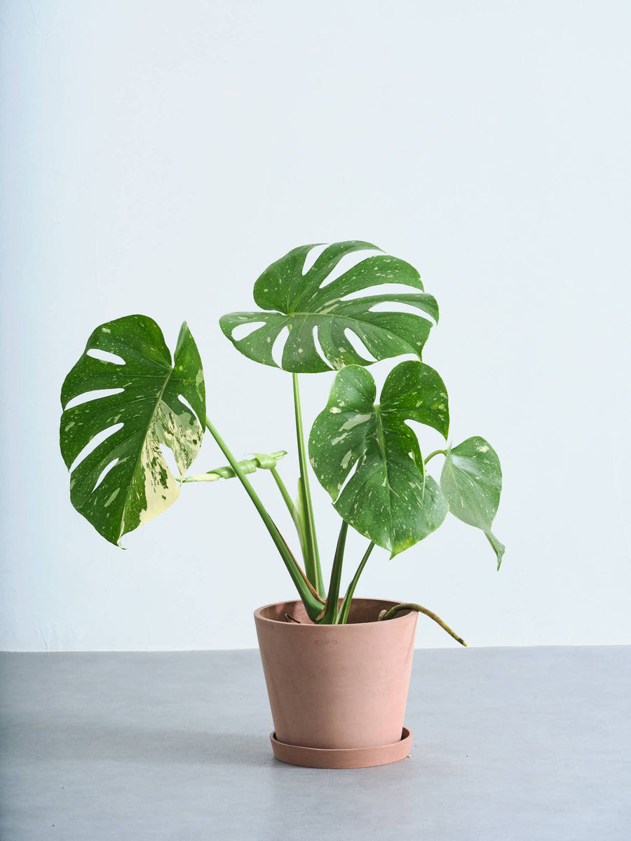 モンステラ・タイコンステレーション 6号 | 観葉植物の通販 AND PLANTS