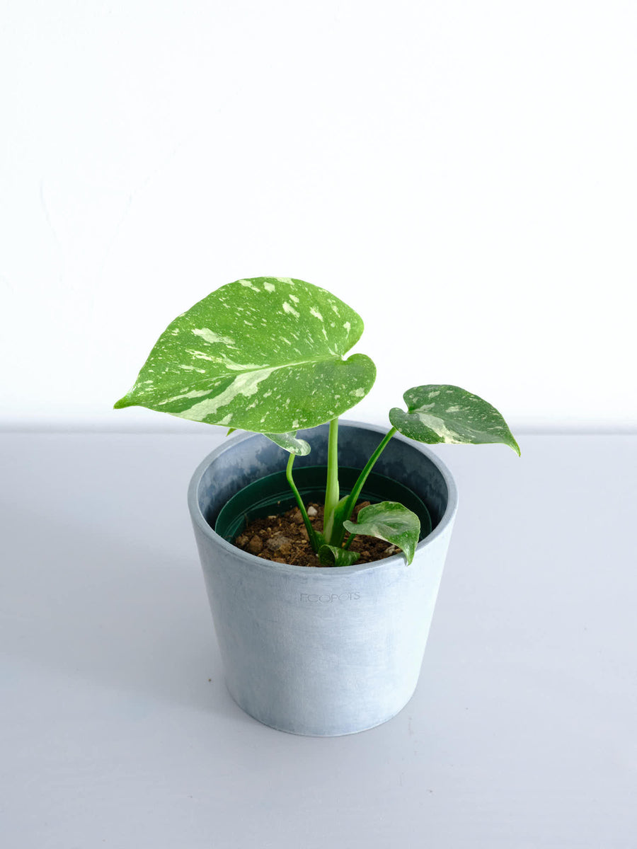 モンステラ 4号 | 観葉植物の通販 AND PLANTS (アンドプランツ)