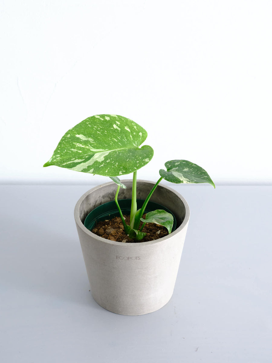 モンステラ 4号 | 観葉植物の通販 AND PLANTS (アンドプランツ)