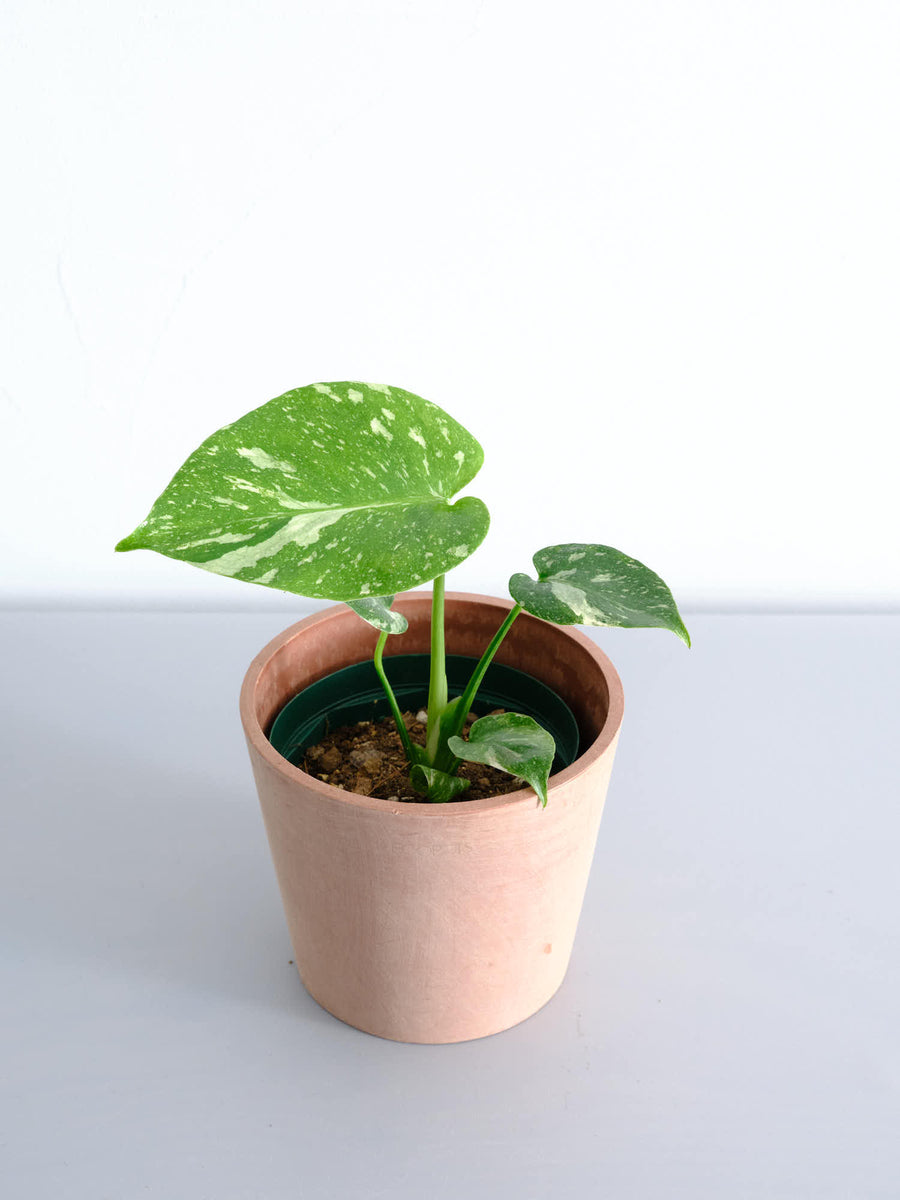 モンステラ・タイコンステレーション | 観葉植物の通販 AND PLANTS