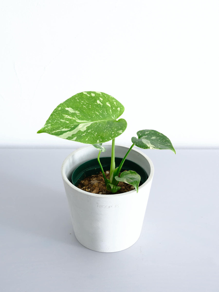 モンステラ・タイコンステレーション 4号 | 観葉植物の通販 AND PLANTS