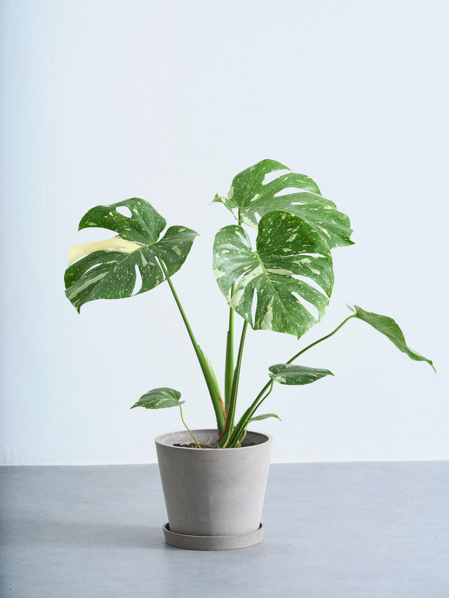モンステラ・タイコンステレーション | 観葉植物の通販 AND PLANTS