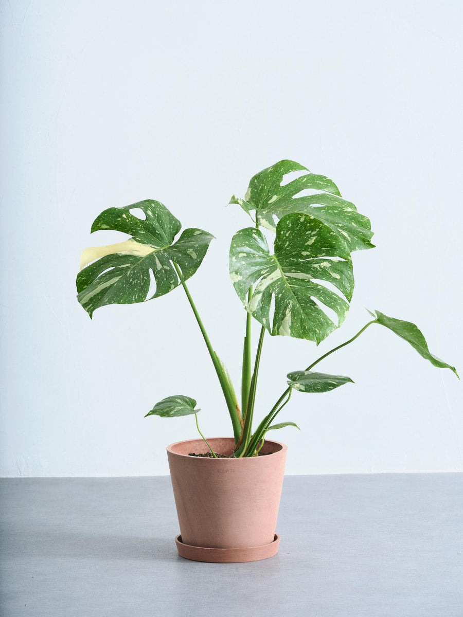 モンステラ・タイコンステレーション | 観葉植物の通販 AND PLANTS