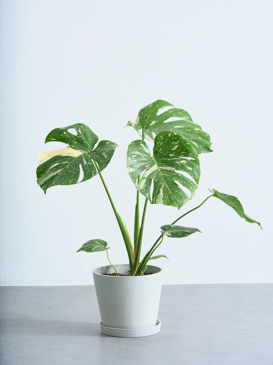モンステラ・タイコンステレーション 6号 | 観葉植物の通販 AND PLANTS