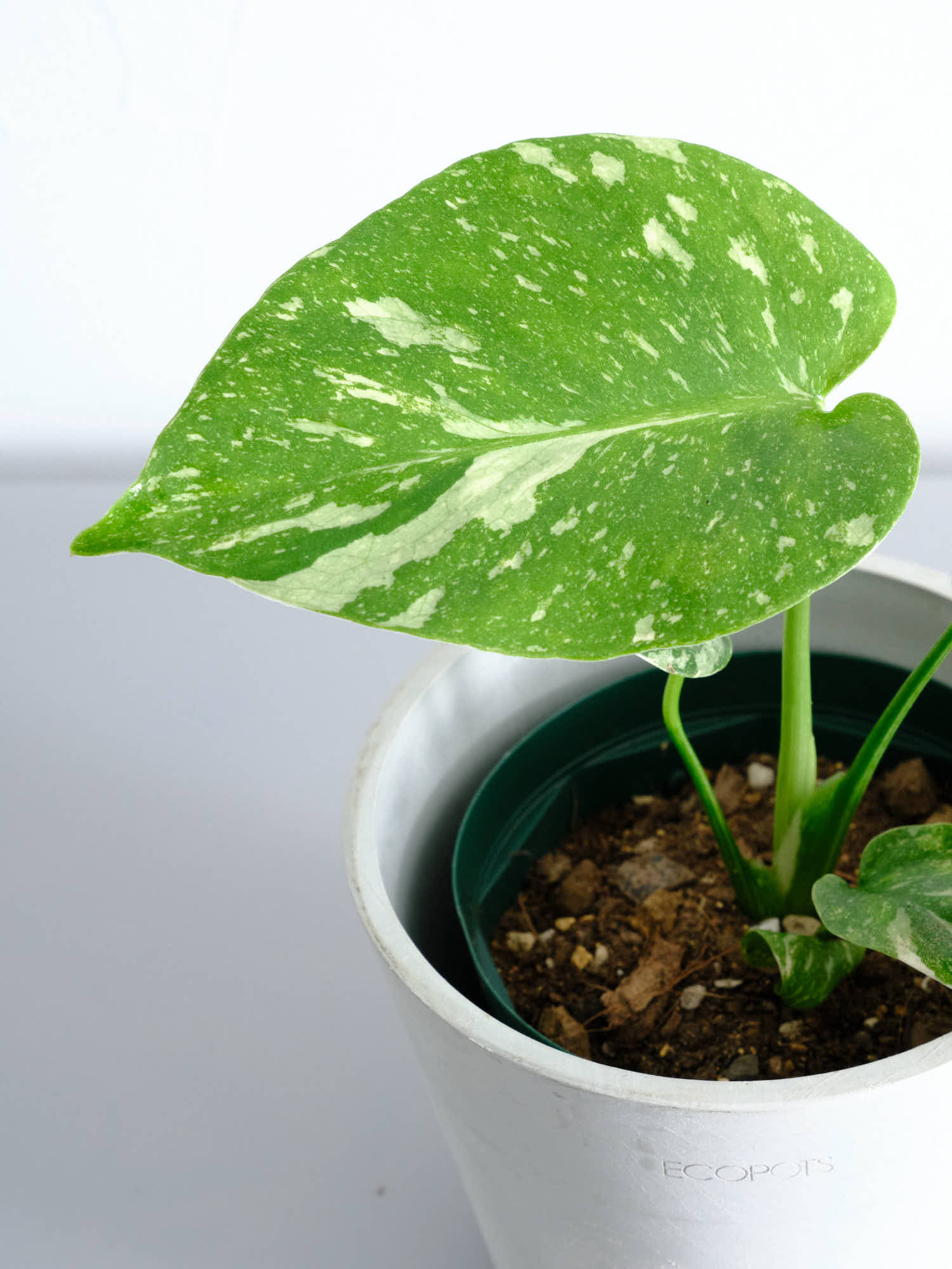 モンステラ・タイコンステレーション Table-M | 観葉植物の通販