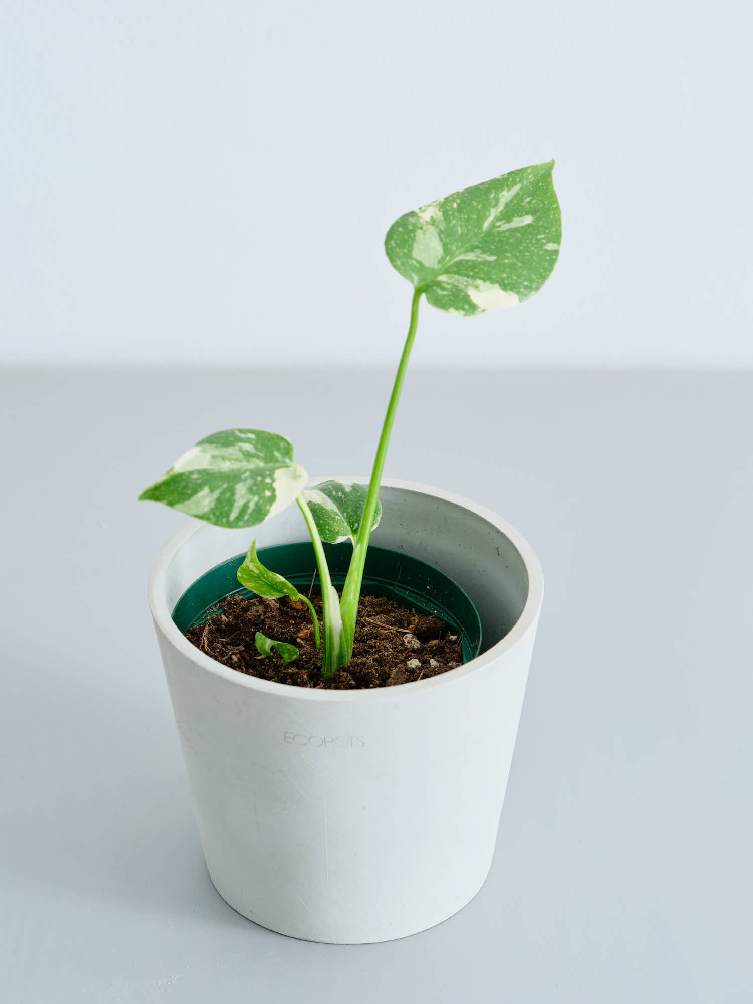 モンステラ・タイコンステレーション Table-M| 観葉植物通販 AND モンステラ・タイコンステレーション Table-M| 観葉植物通販 AND