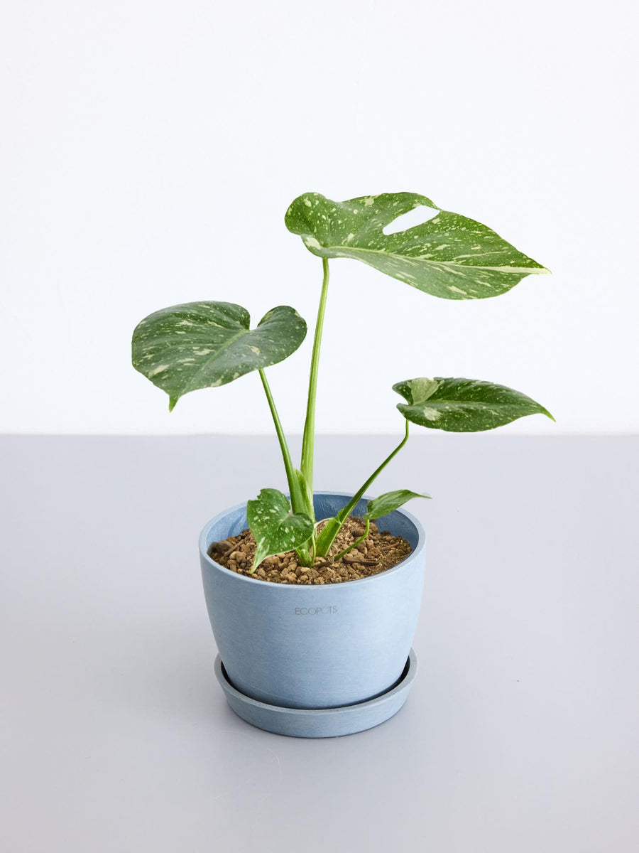 モンステラ・タイコンステレーション 5号 | 観葉植物の通販 AND PLANTS