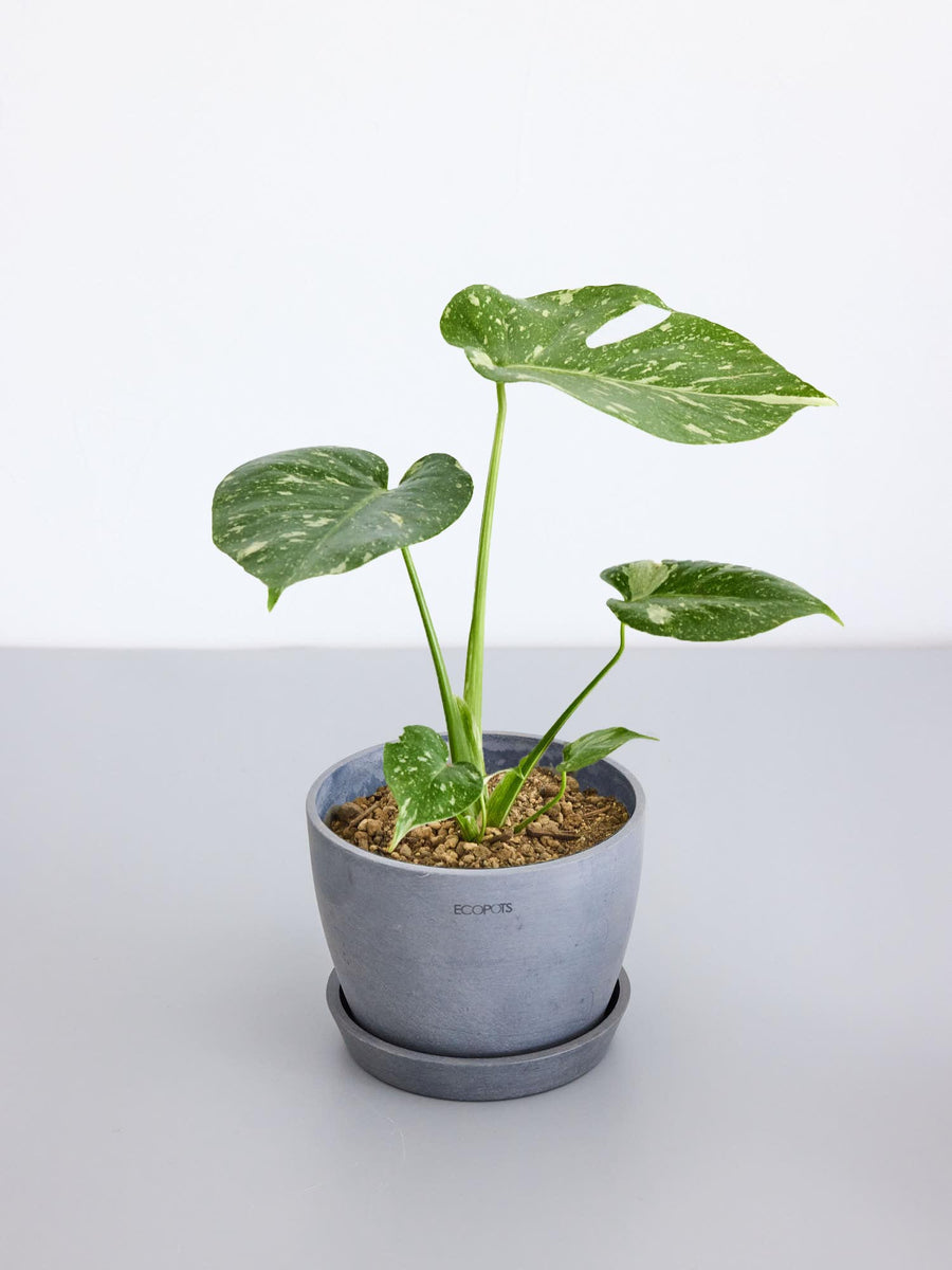 ま*あ様 Q104 モンステラ　五種　ミックス モンステラ｜観葉植物の通販 AND PLANTS (アンドプランツ)