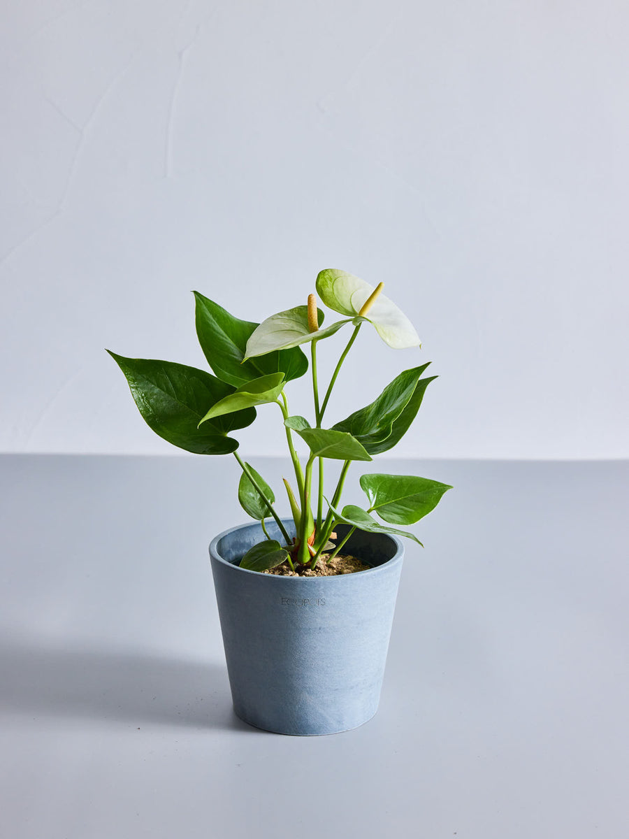 アンスリウム ホワイト 4号 | 観葉植物の通販 AND PLANTS (アンドプランツ)