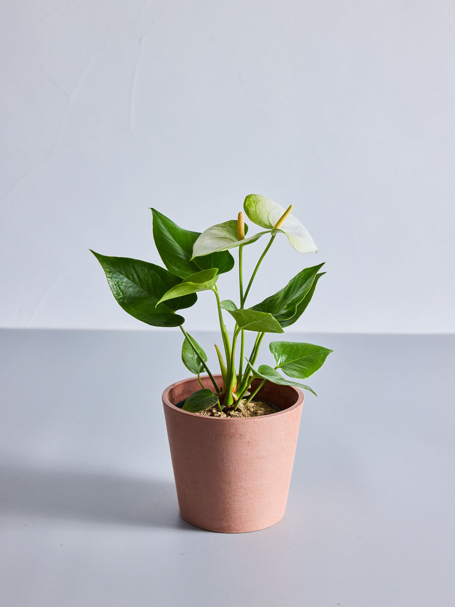 アンスリウム | 観葉植物の通販 AND PLANTS (アンドプランツ)