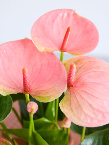 【母の日】アンスリウム  Table-L ピンク