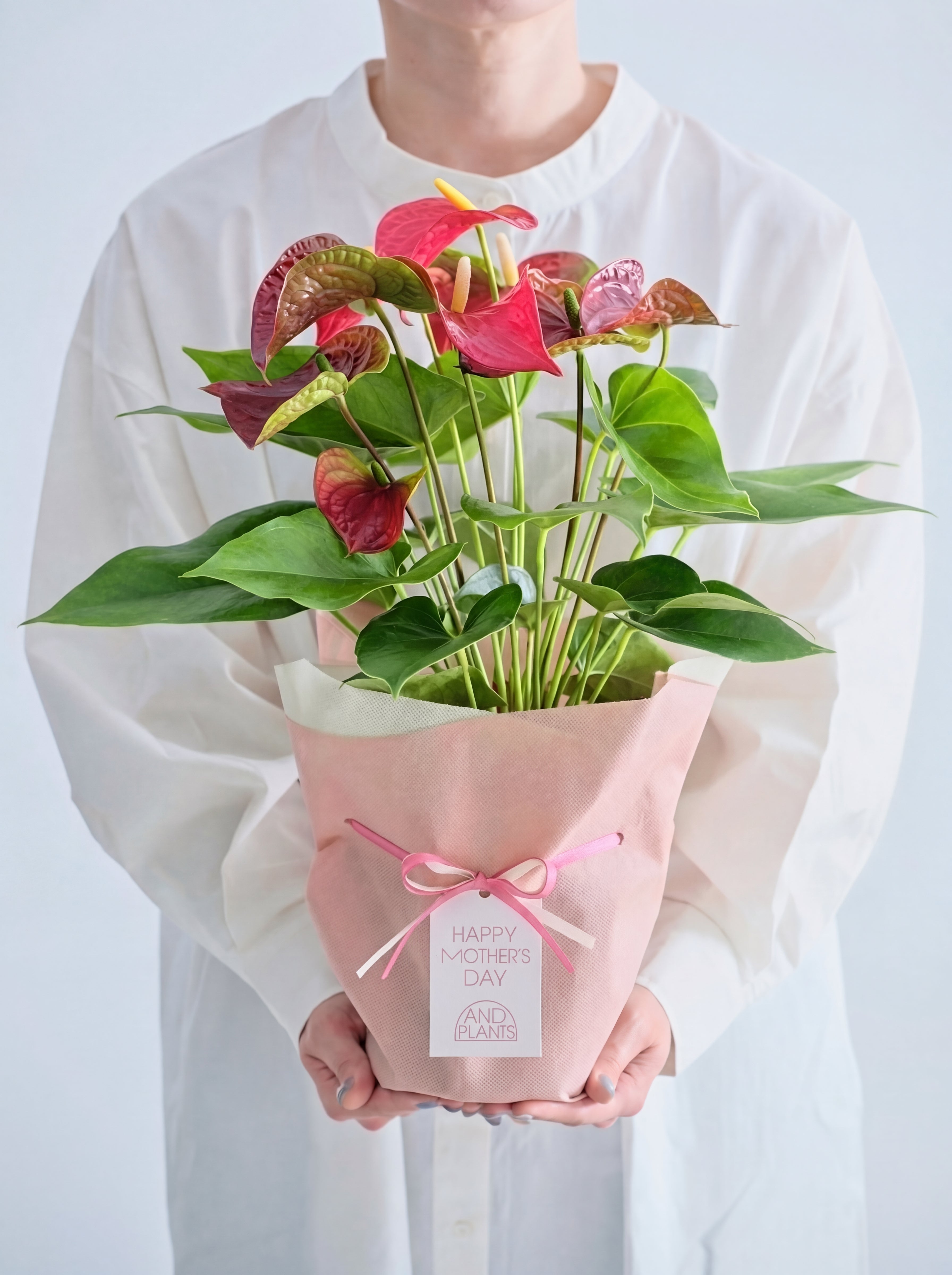 【母の日】アンスリウム  Table-L 赤