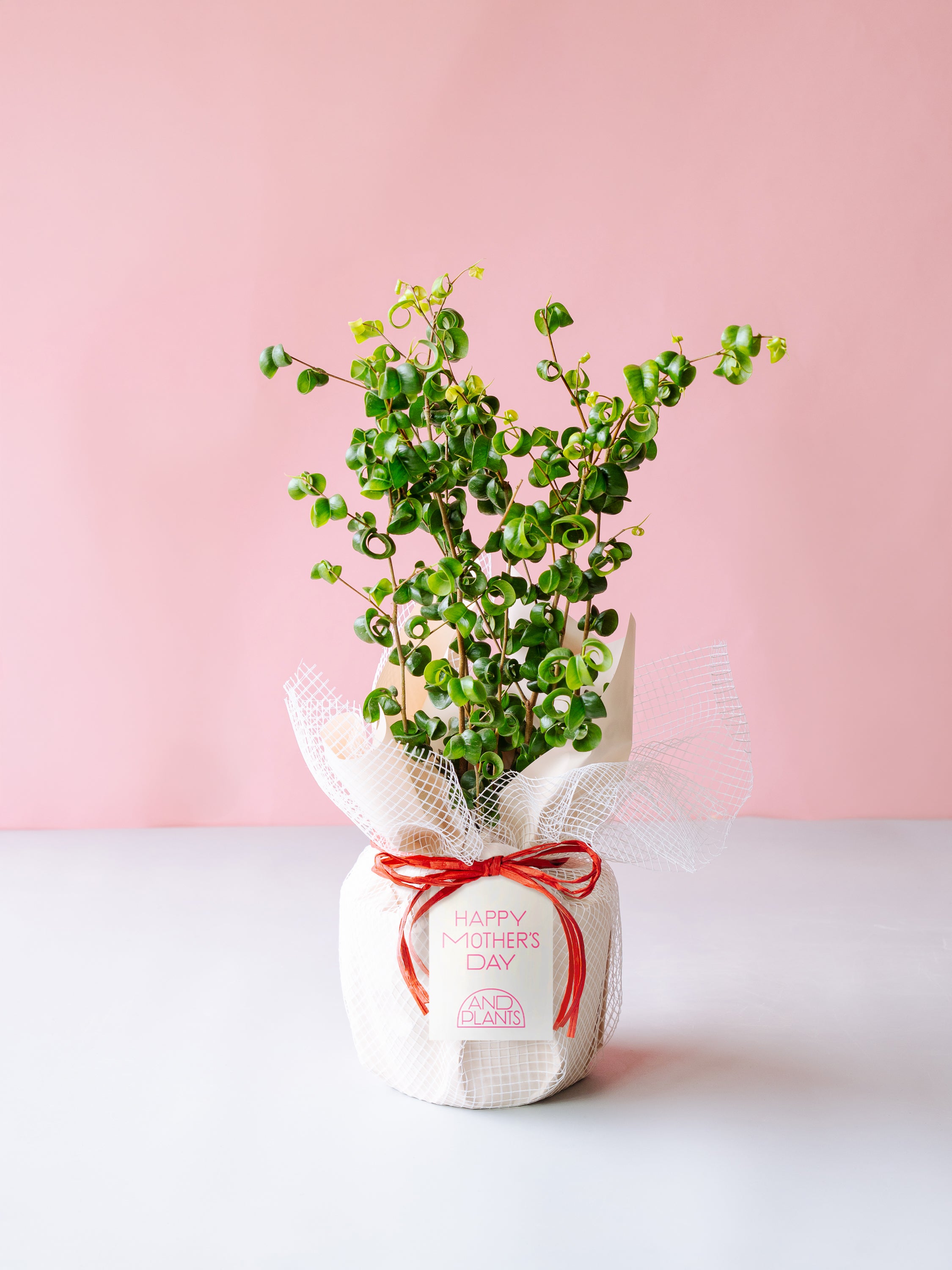 母の日】フィカス・ベンジャミン・バロック Table-L | 観葉植物の通販