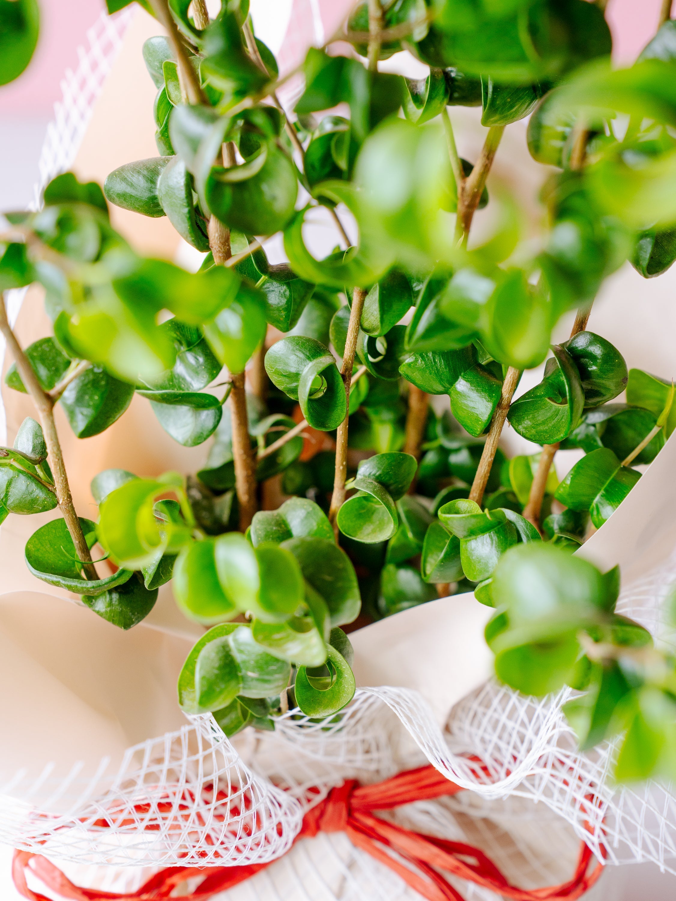 母の日】フィカス・ベンジャミン・バロック Table-L | 観葉植物の通販