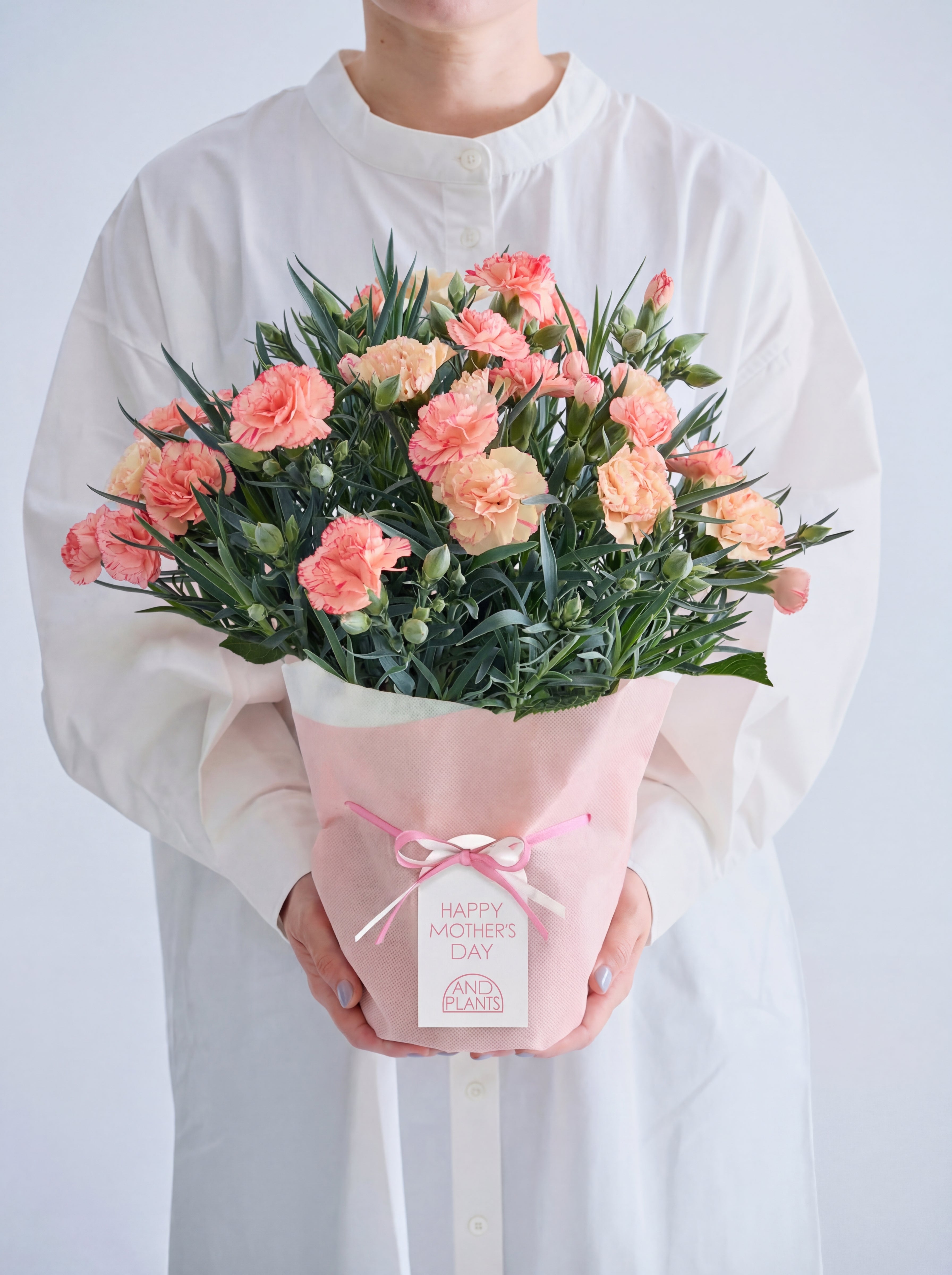 【母の日】カーネーション フロランタン