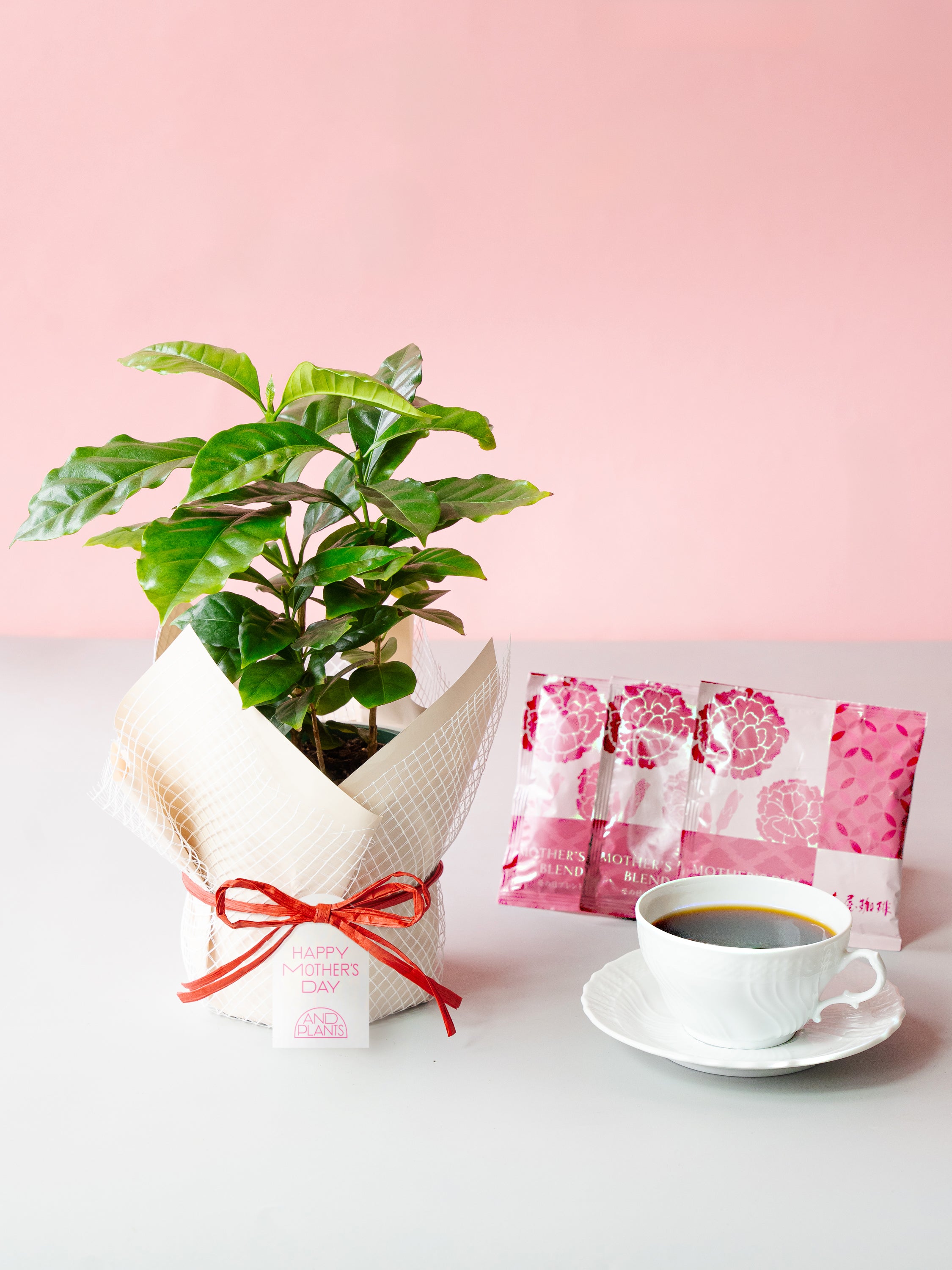 母の日】コーヒーの木 Table-M + 椿屋珈琲3パック | 観葉植物の通販