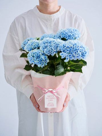 【母の日】アジサイ マジカルレボリューション