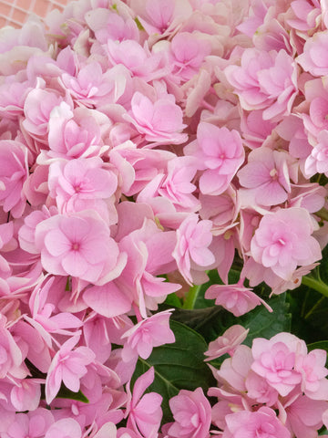 【母の日】アジサイ ユーミートゥギャザー