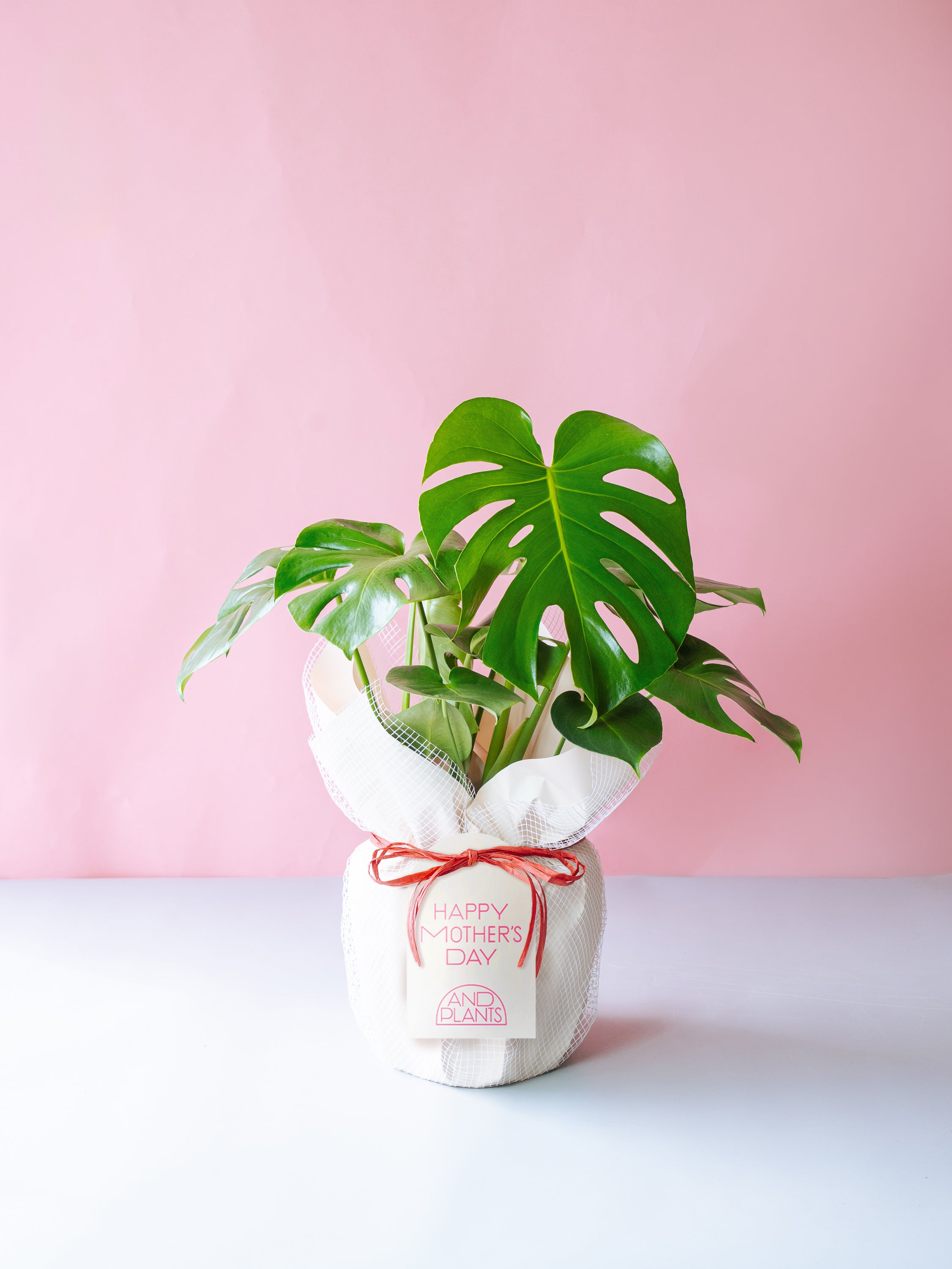 お買い得　モンステラ・デリシオーサ  定価20000円→5000円 モンステラ・デリシオーサ S | 観葉植物の通販 AND PLANTS (アンド