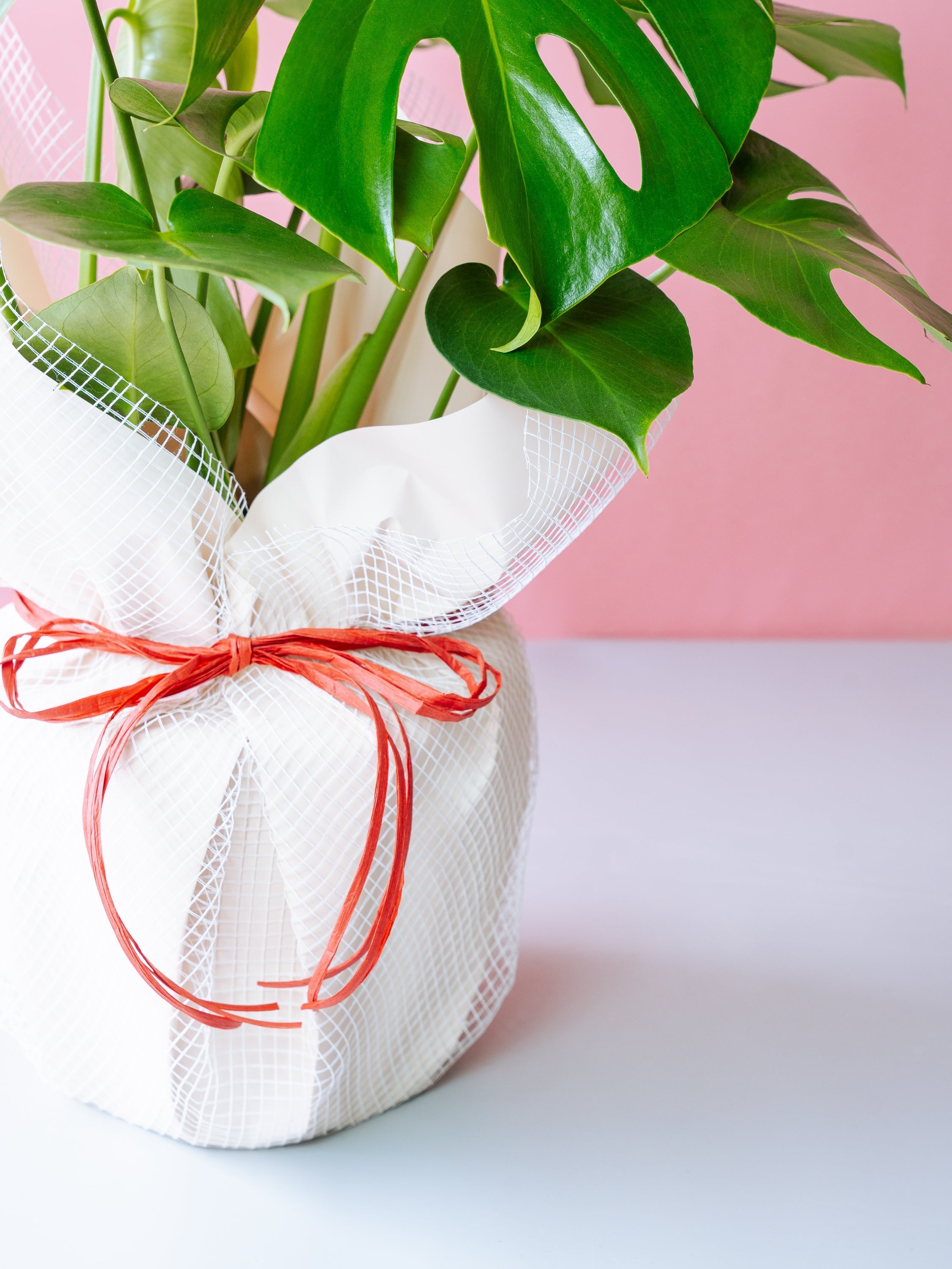 モンステラ・デリシオーサ S | 観葉植物の通販 AND PLANTS (アンド