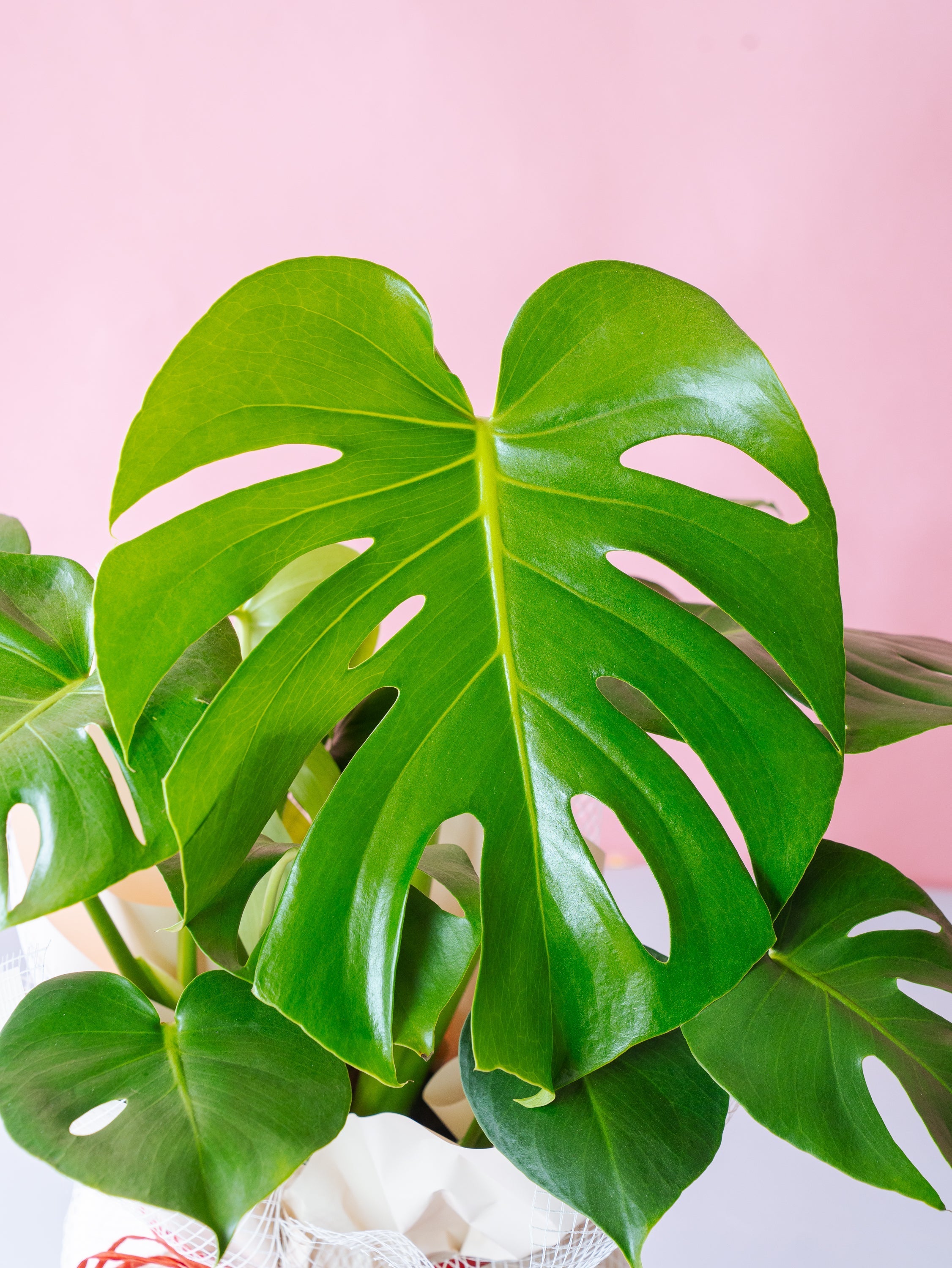 お買い得　モンステラ・デリシオーサ  定価20000円→5000円 モンステラ・デリシオーサ S | 観葉植物の通販 AND PLANTS (アンド
